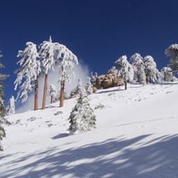 Snow-covered pines at Snow Valley